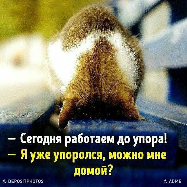 – Сегодня работаем до упора!
– Я уже упоролся, можно мне домо́й?