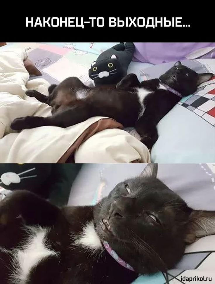 НАКОНЕЦ-ТО ВЫХОДНЫЕ...