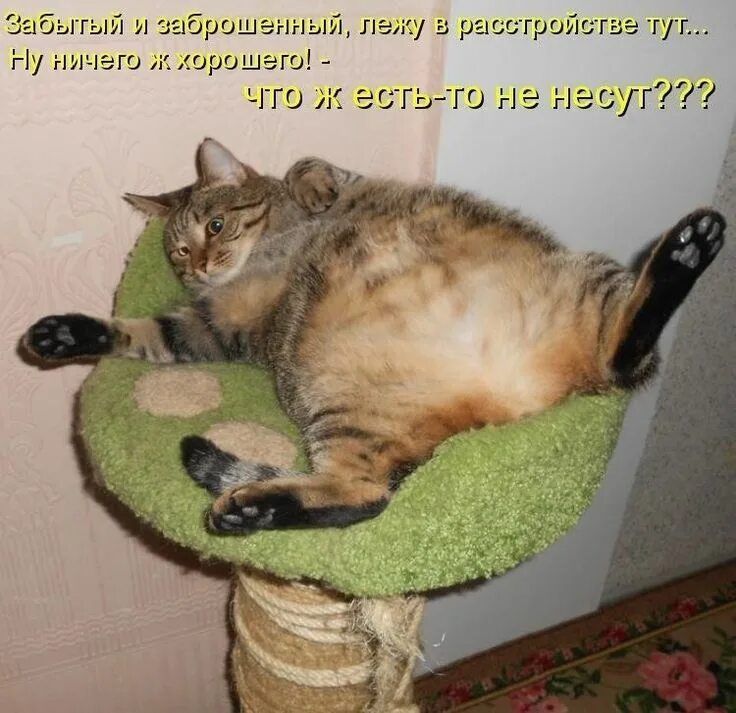 Забытый и заброшенный, лежу в расстройстве тут... Ну ничего ж, хорошего! - что ж есть-то не несут???