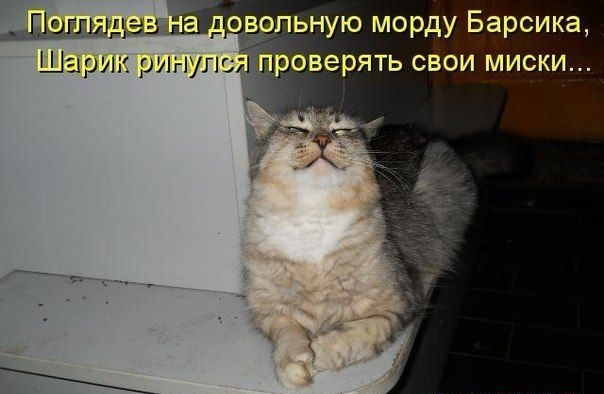 Посмотрев на довольно морду Барсика, Шарик ринулся проверять свои миски...