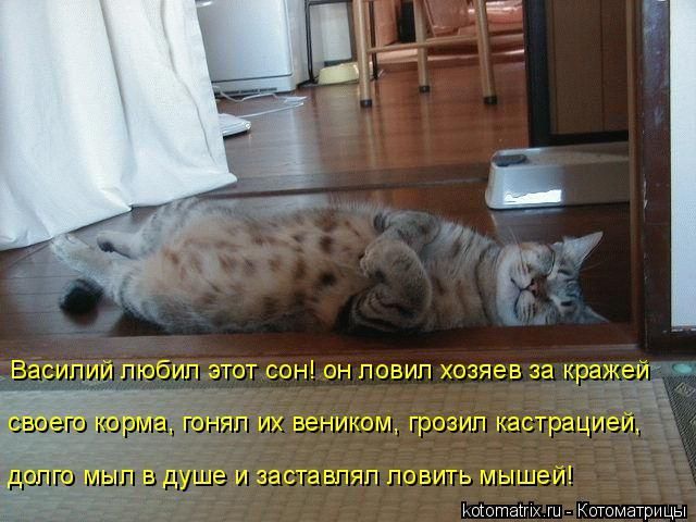 Василий любил этот сон! он ловил хозяев за кражей своего корма, гонял их веником, грозил кастрацией, долго мыыл в душе и заставлял ловить мышей!
