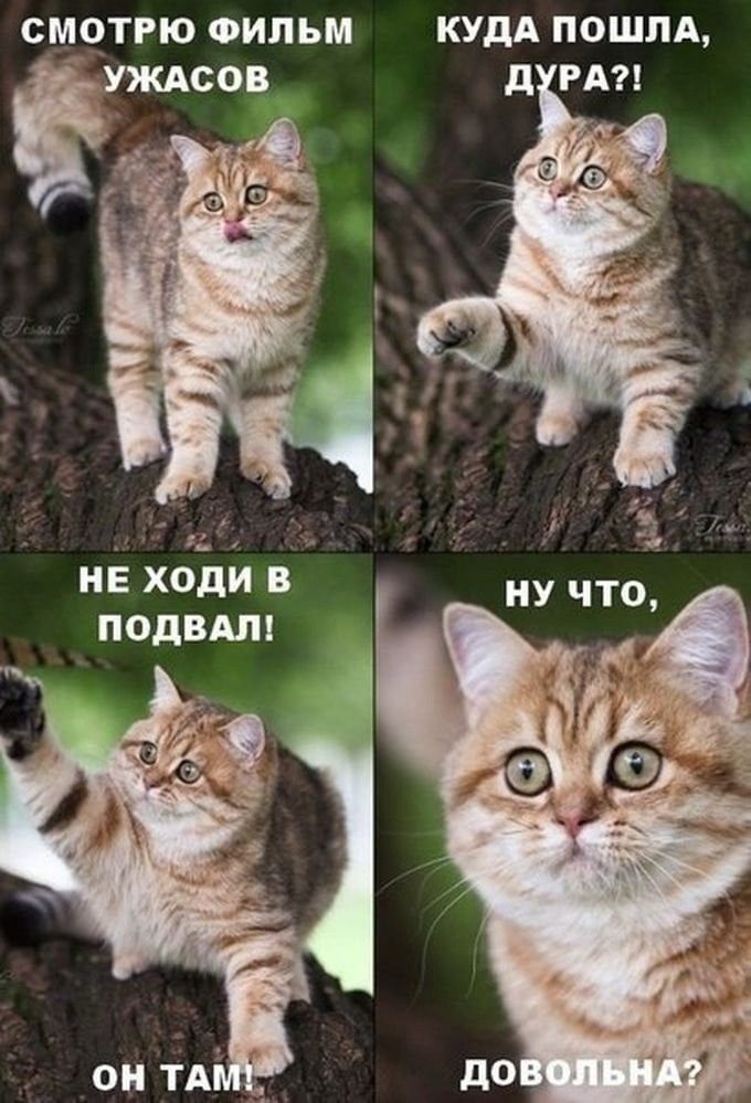 Смотрю фильм ужасов!
Куда пошла, дура?!
Не ходи в подвал!
Он там!
Ну что, довольна?