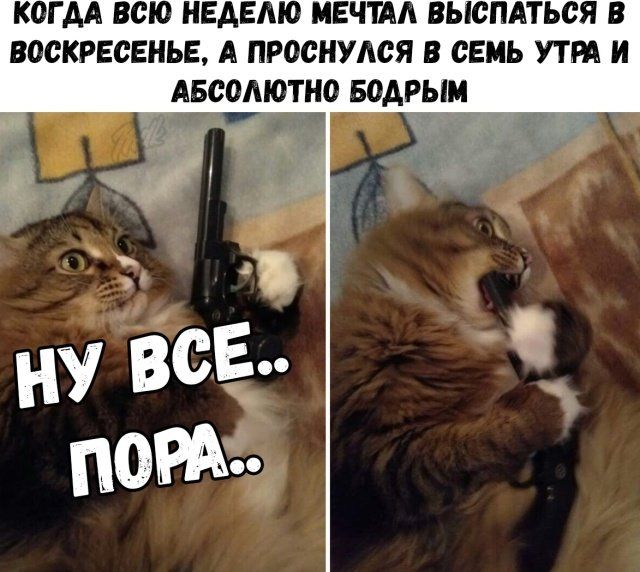 Когдa всю недeлю мечтал выспаться в восскресенье, а проснулся в семь утра и абсолютно бодрым
НУ ВСЕ..
ПОРа..