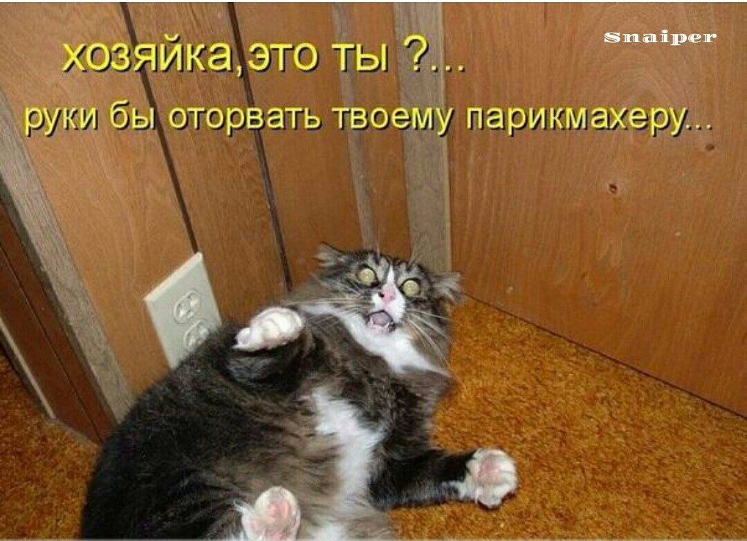 хозяйка, это ты ?... руки бы оторвать твоему парикмахеру...