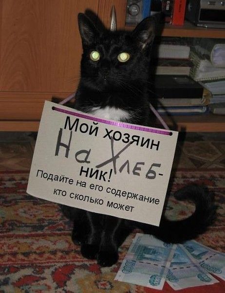 Мой хозяин Нахлебник! Подайте на его содержание кто сколько может