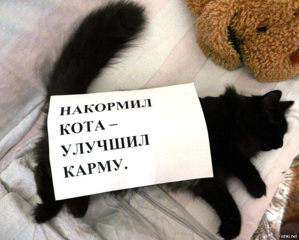 НАКОРМИЛ КОТА – УЛУЧШИЛ КАРМУ.
