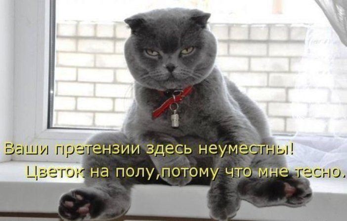 Ваши претензии здесь неуместны! Цветок на полу, потому что мне тесно.