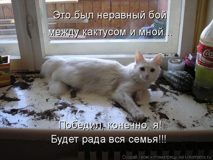 Это был неравный бой между кактусом и мной... Победил, конечно, я! Будет рада вся семья!!!
