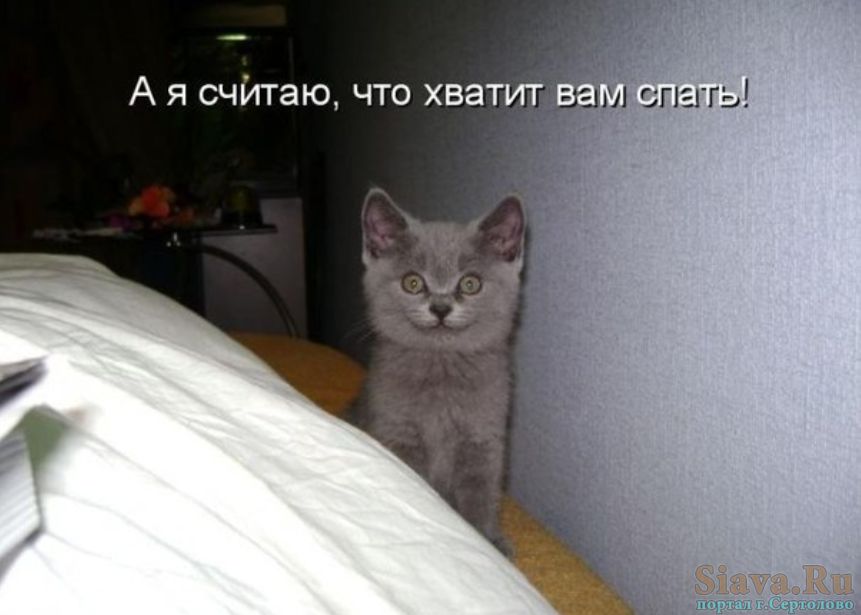 А я считаю, что хватит вам спать!