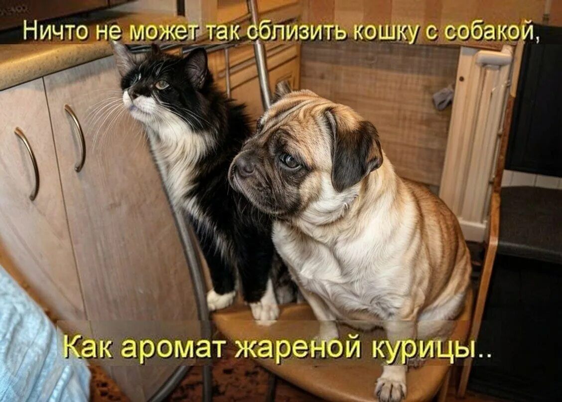 Ничто не может так облить кошку с собакой,
Как аромат жареной курицы..