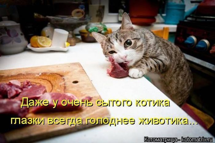 Даже у очень сытого котика глазки всегда голоднее животика...