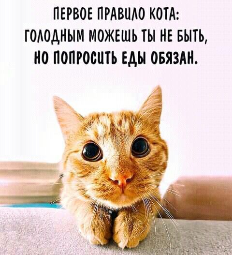 ПЕРВОЕ ПРАВИЛО КОТА: ГОЛОДНЫМ МОЖЕШЬ ТЫ НЕ БЫТЬ, НО ПОПРОСИТЬ ЕДЫ ОБЯЗАН.