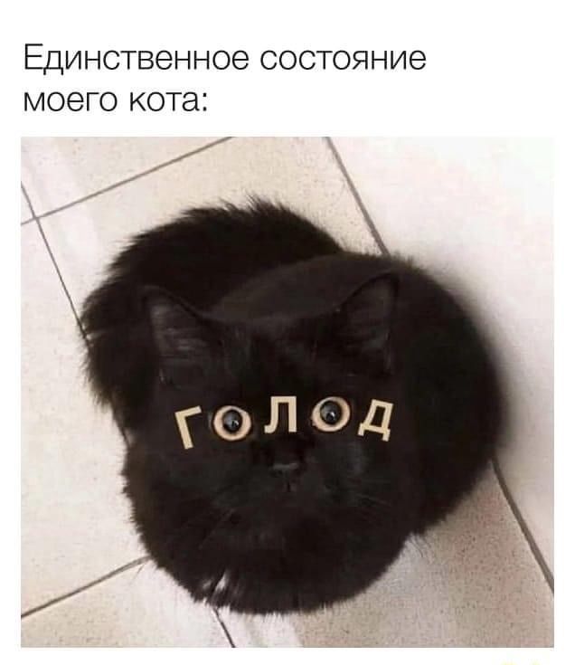Единственное состояние моего кота: ГОЛОД