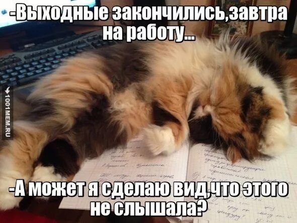 Выходные закончились, завтра на работу...
- А может я сделаю вид, что этого не слышала?