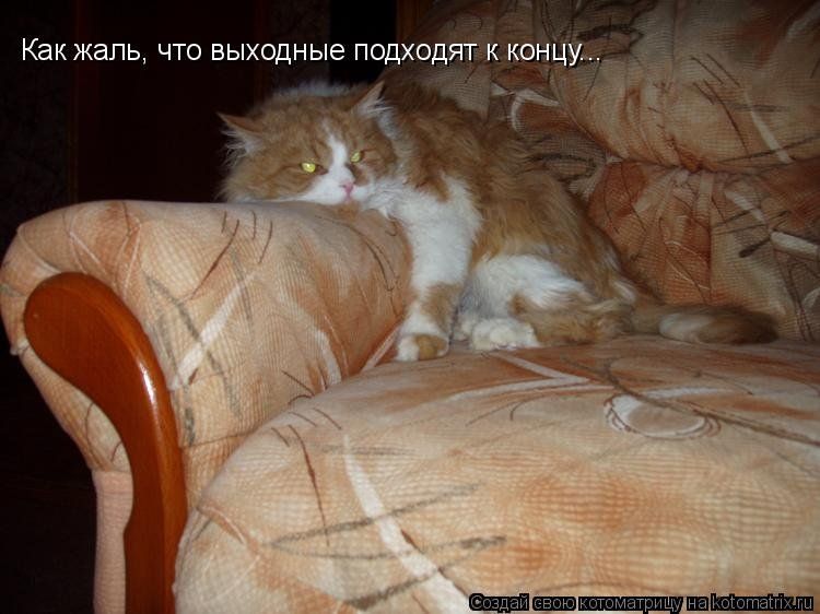 Как жаль, что выходные подходят к концу..