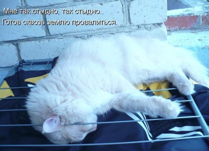Мне так стыдно, так стыдно.
Готов всквозь землю провалиться.