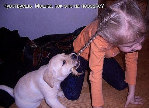 Чувствуешь, Маша, как оно на поводке?