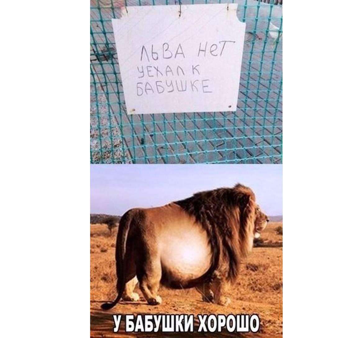 Льва нет, уехал к бабушке
У бабушки хорошо