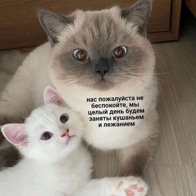 нас пожалуйста не беспокойте, мы целый день будем заняты кушаньем и лежанием