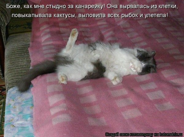 Боже, как мне стыдно за канарейку! Она вырвалась из клетки, повыкапывала кактусы, выловила всех рыбок и улетела!