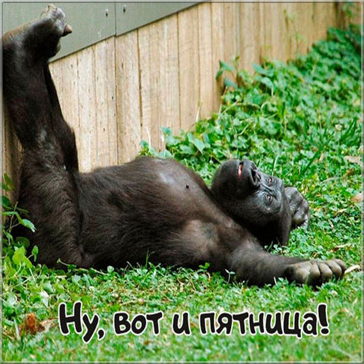 Ну, вот и пятница!
