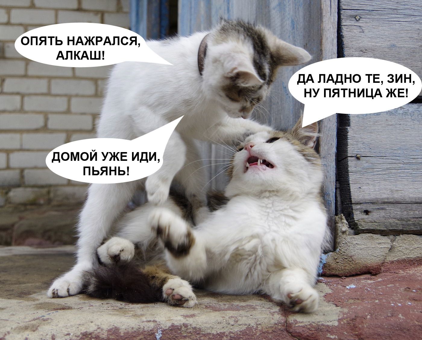 ОПЯТЬ НАЖРАЛСЯ, АЛКАН! ДА ЛАДНО ТЕ, ЗИН, НУ ПЯТНИЦА ЖЕ! ДОМой УЖЕ ИДИ, ПЬЯНЬ!