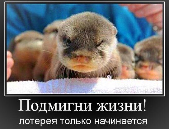 Подмигни жизни! лотерея только начинается