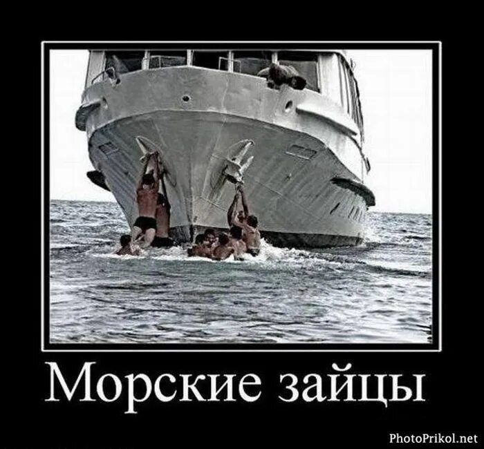 Морские зайцы