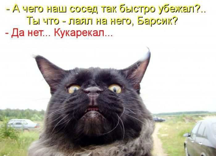 - А чего наш сосед так быстро убежал?.. Ты что - лаял на него, Барсик?
- Да нет... Кукарекал...