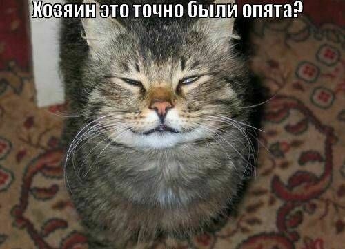 Хозяин это точно были опята?