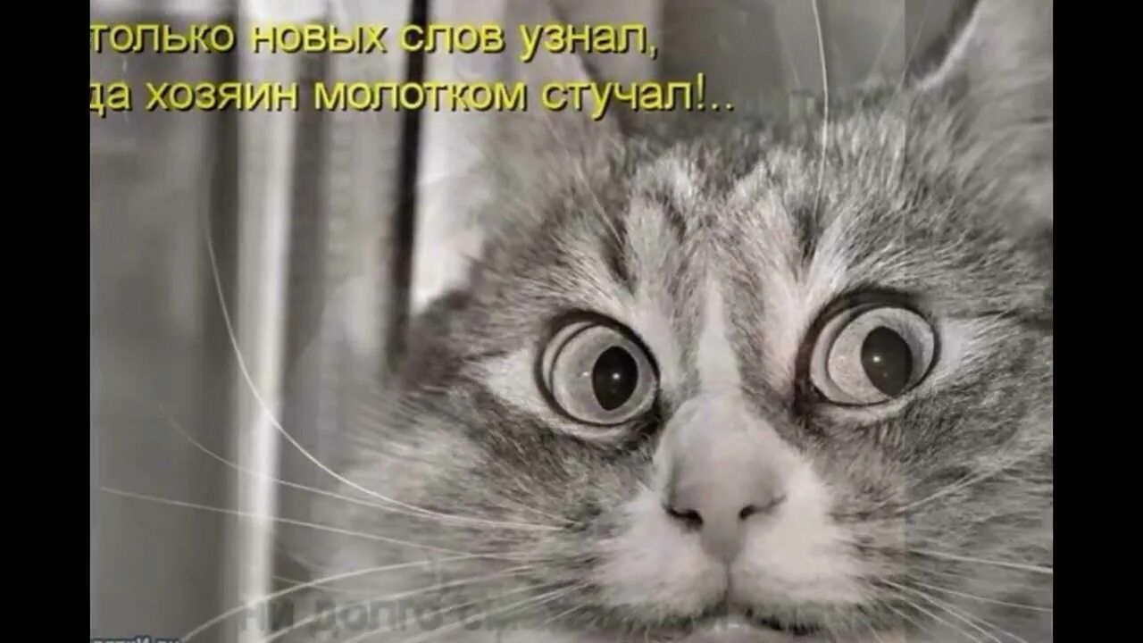 только новых слов узнал, да хозяин молотком стучал!...
