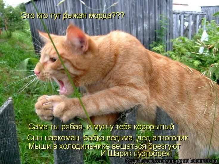 Это кто тут рыжая морда???
Сама ты рыба, и муж у тебя косорылый
Сын наркоман, бабка ведьма, дед алкоголик
Мыши в холодильнике вещаются брезгуют
и Шарик пустозвон.