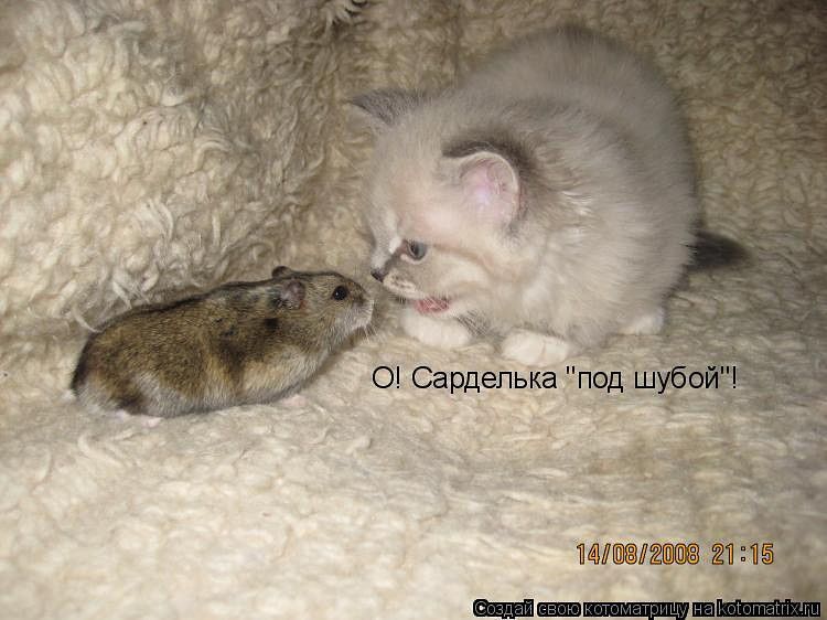 O! Сарделька 