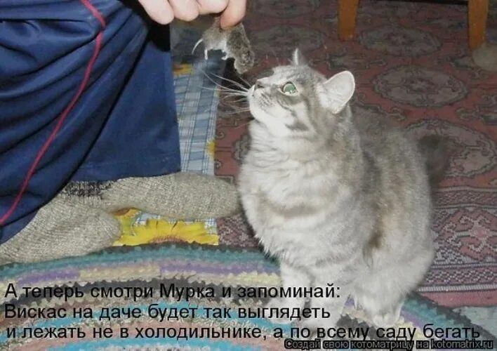 А теперь смотри Мурка и запоминай: Вискас на даче будет так выглядеть и лежать не в холодильнике, а по всему саду бегать