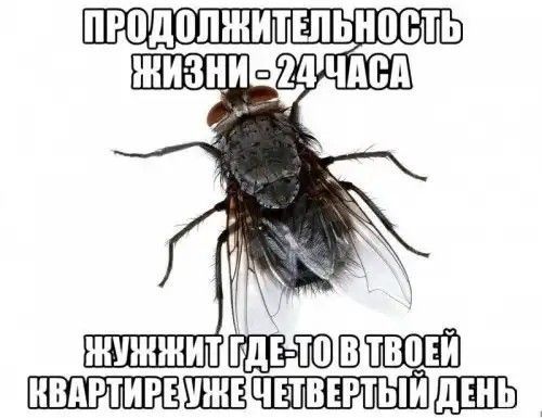 ПРОДОЛЖИТЕЛЬНОСТЬ ЖИЗНИ - 24 ЧАСА
ЖУЖЖИТ ГДЕ-ТО В ТВОЁЙ КВАРТИРЕ УЖЕ ЧЕТВЁРТЫЙ ДЕНЬ