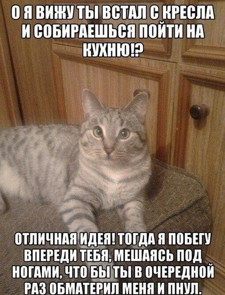О я вижу ты встал с кресла и собираешься пойти на кухню!? Отличная идея! Тогда я побегу впереди тебя, мешаясь под ногами, что бы ты в очередной раз обматерил меня и пнул.