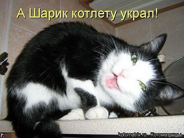 А Шарик котлету украл!