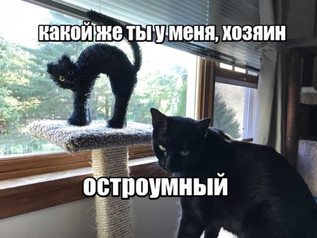 какой же ты у меня, хозяин остроумный