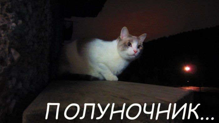 ПОЛУНОЧНИК...