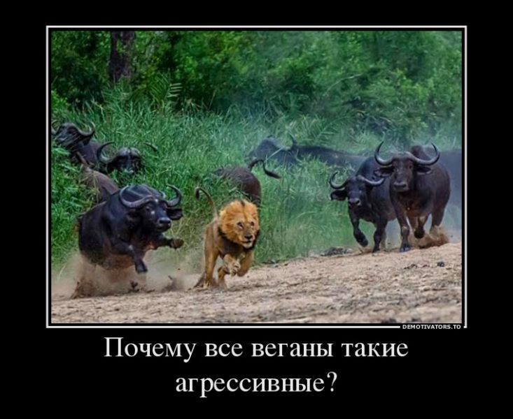 Почему все веганы такие агрессивные?