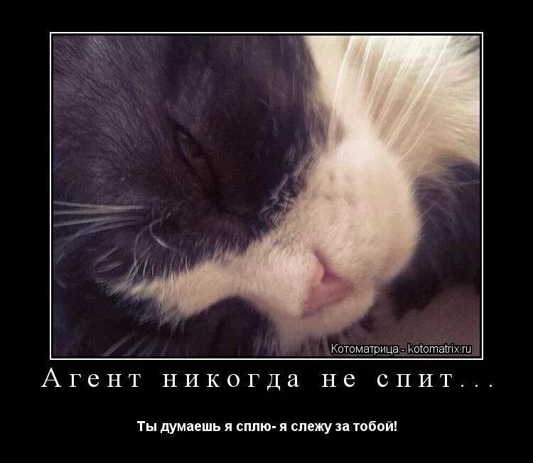Агент никогда не спит...
Ты думаешь я сплю - я слежу за тобой!