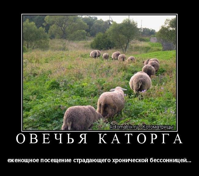 ОВЕЧЬЯ КАТОРГА
еженощное посещение страдающего хронической бессонницей...