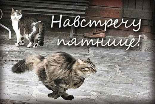 Навстречу пятнице!