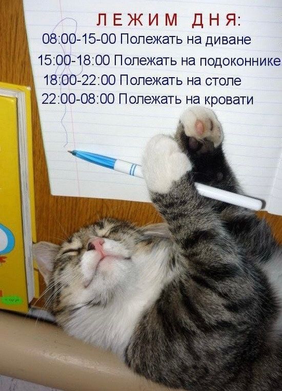 ЛЕЖИМ ДНЯ:
08:00-15:00 Полежать на диване
15:00-18:00 Полежать на подоконнике
18:00-22:00 Полежать на столе
22:00-08:00 Полежать на кровати