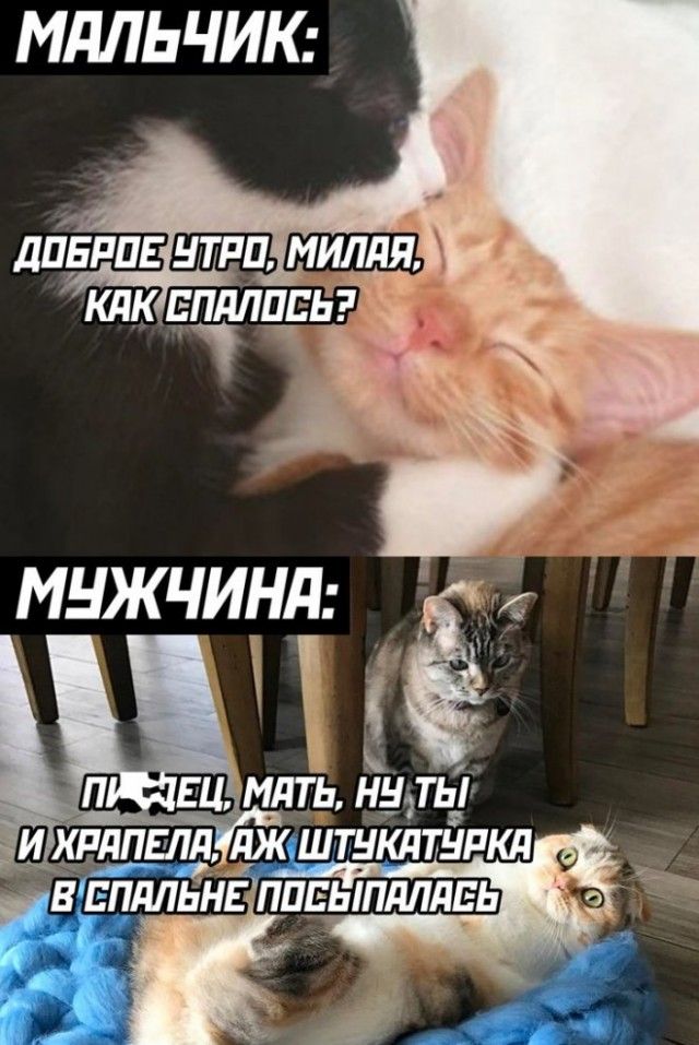 МАЛЬЧИК: ДОБРОЕ УТРО, МИЛАЯ, КАК СПАЛОСЬ? МУЖЧИНА: ПИ-ДЕЦ, МАТЬ, НУ ТЫ И ХРАПЕЛА, АЖ ШТУКАТУРКА В СПАЛЬНЕ ПОСЫПАЛАСЬ