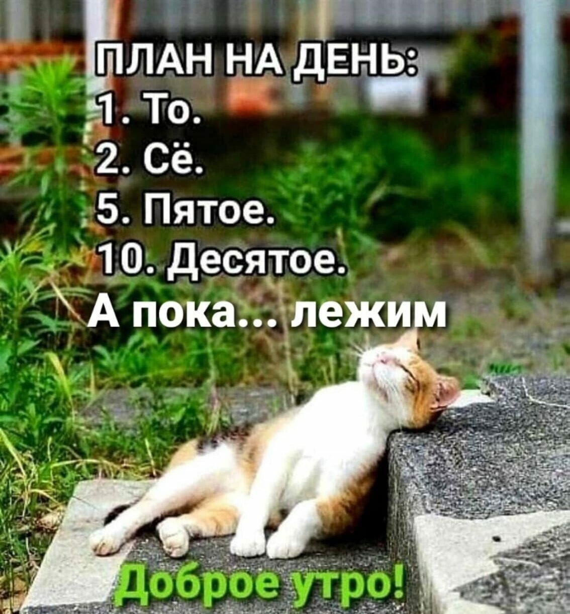 ПЛАН НА ДЕНЬ: 1. То. 2. Сё. 5. Пятое. 10. Десятое. А пока... лежим Доброе утро!