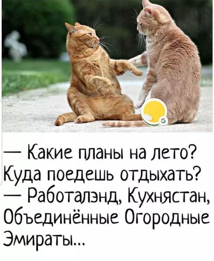 — Какие планы на лето? Куда поедешь отдыхать? — Работаленд, Кухнястан, Объединённые Огородные Эмираты...