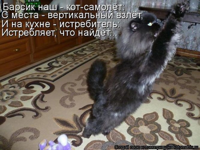Барсик наш - кот-самолёт: С места - вертикальный взлёт, И на кухне - истребитель. Истребляет, что найдёт...
