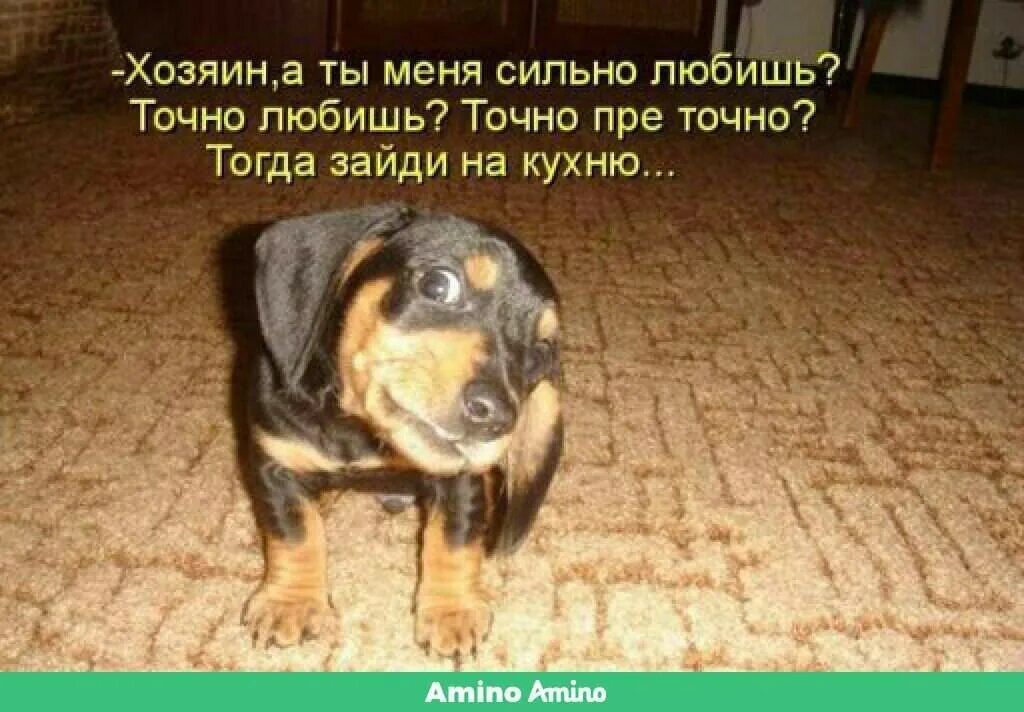 -Хозяин, а ты меня сильно любишь? 
Точно любишь? Точно пре точно? 
Тогда зайди на кухню...