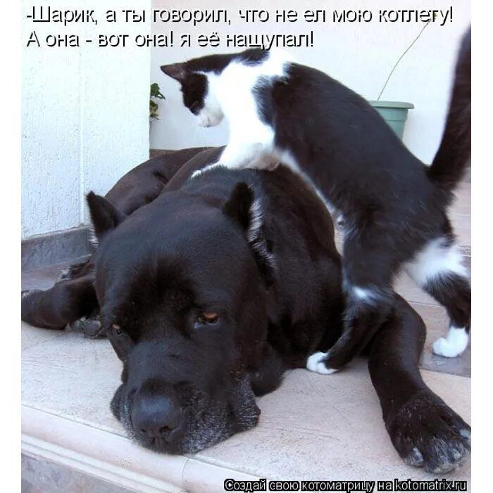 -Шарик, а ты говорил, что не ел мою котлету! А она - вот она! я её насшупал!